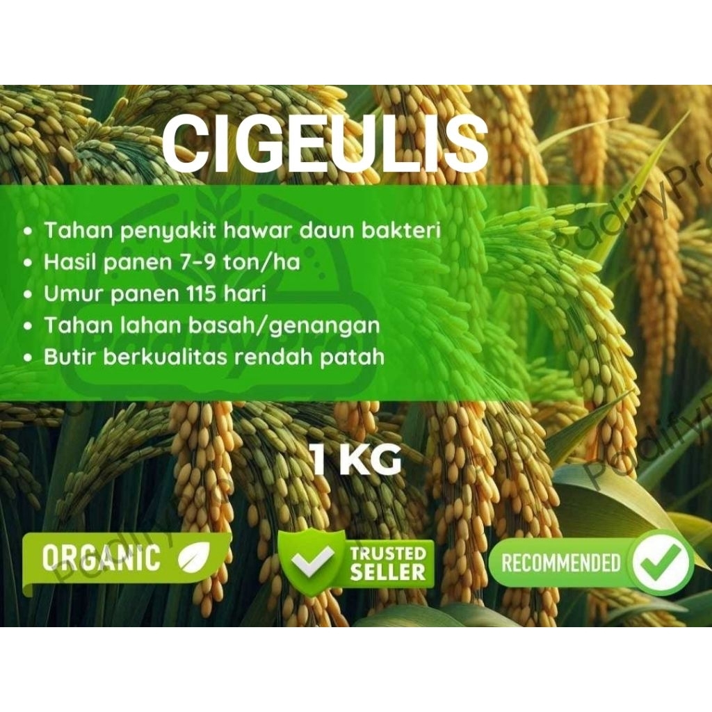 Bibit Benih PADI CIGEULIS 1 kg
