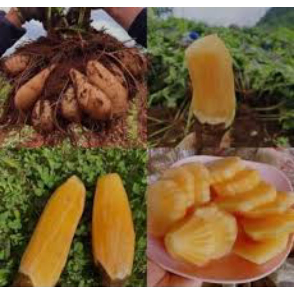 

Umbi Yakon/Ubi Yakon