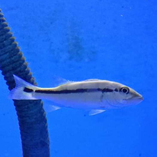 Ikan Hias Pbass Xingu 5cm