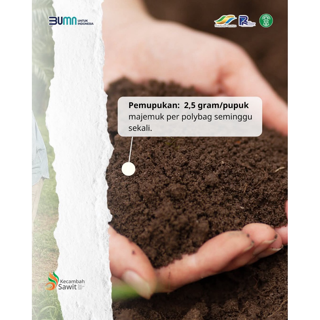 Bibit Benih Kecambah Sawit PPKS MEDAN UNGGUL Sertifikat Resmi