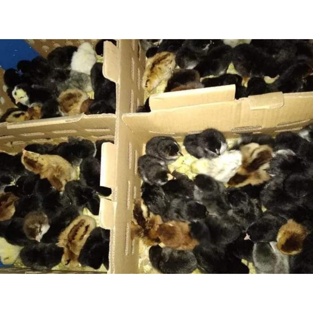 anakan ayam kampung unggul