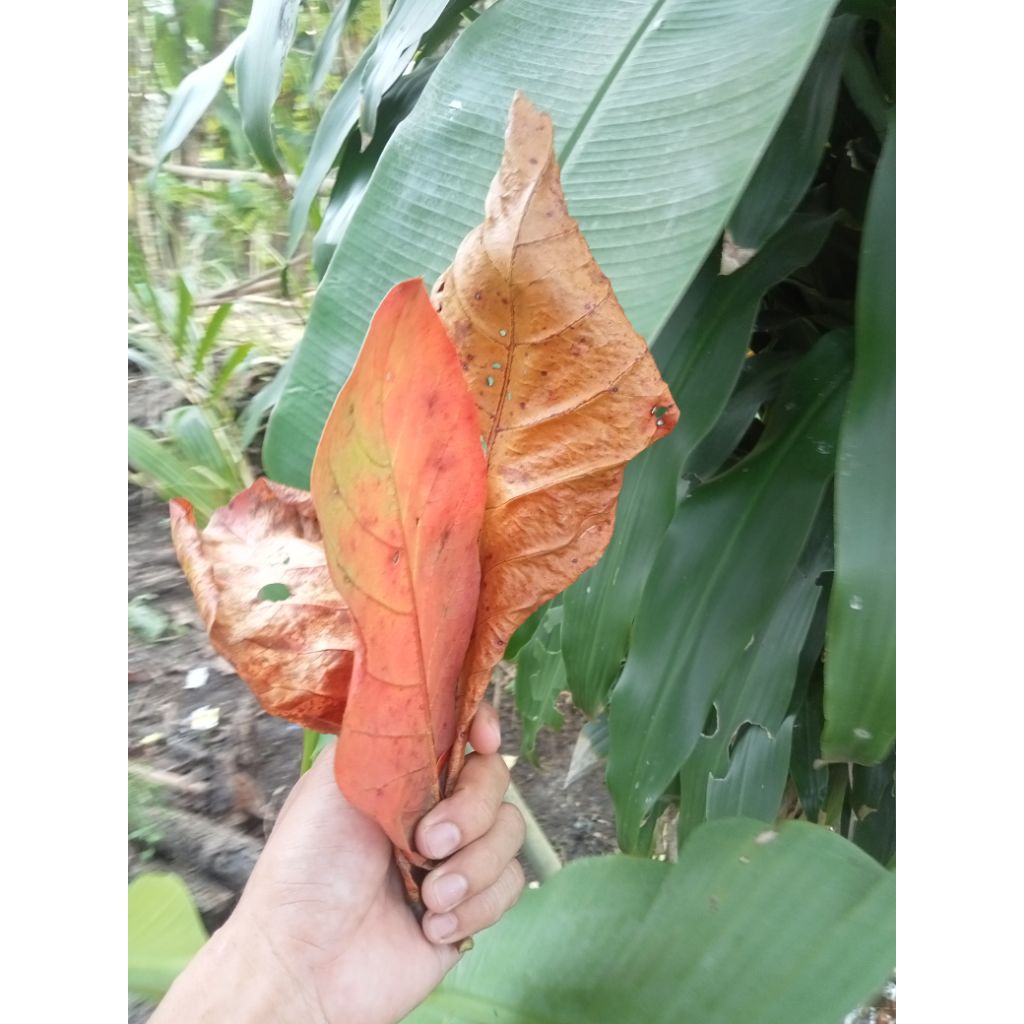 

daun kemiri termurah