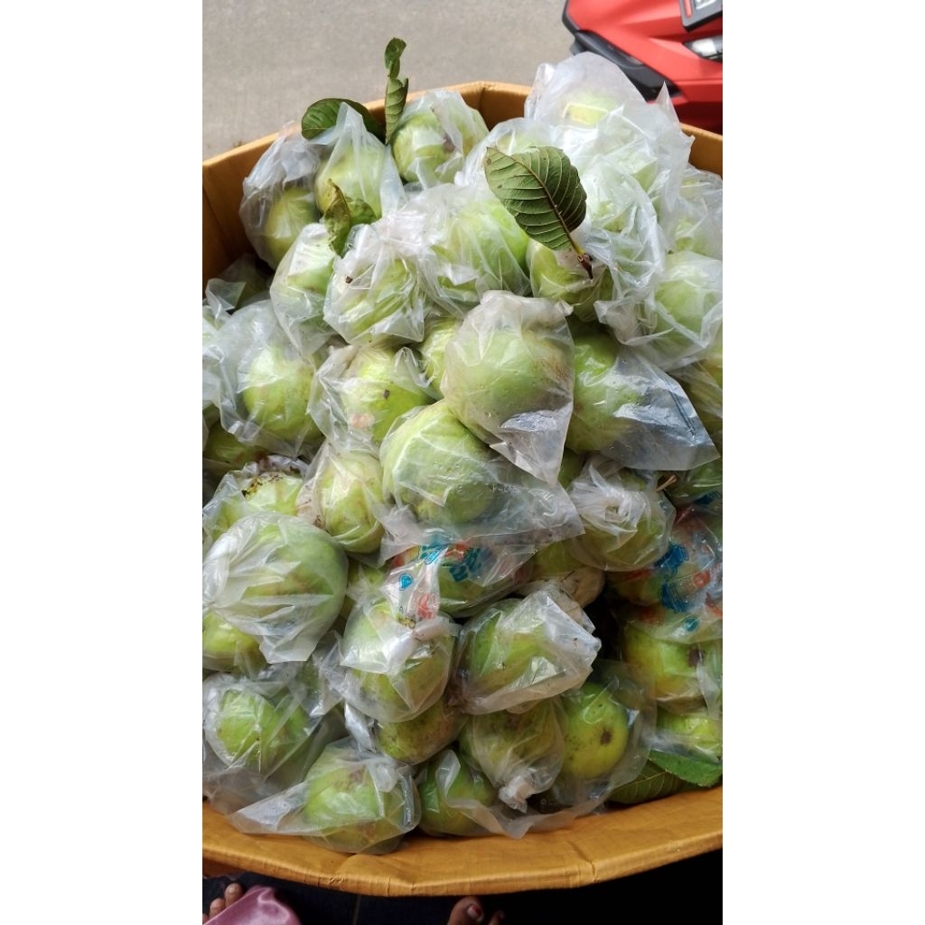 

jambu kristal kebumen