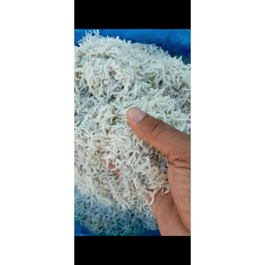 

ikan teri nasi / teri medan