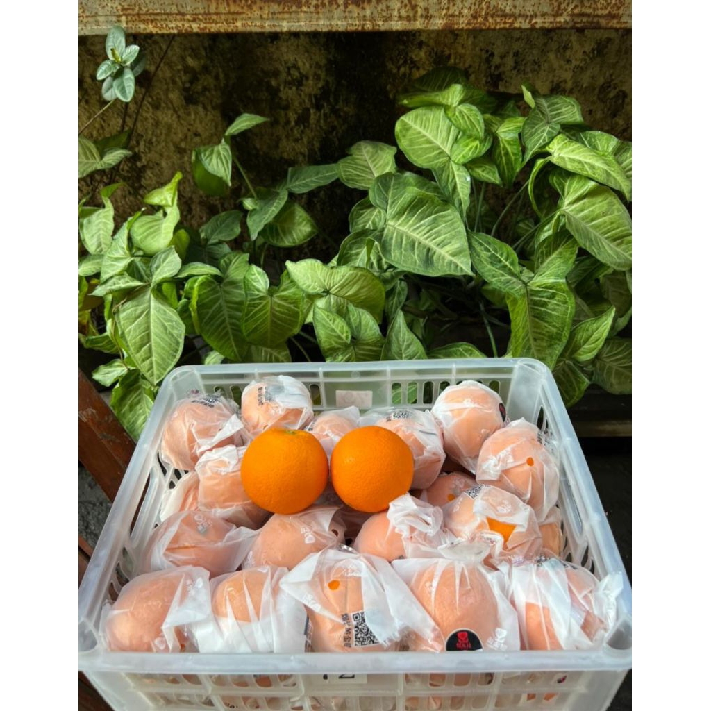 Jeruk Sunkist Valencia 1 dus 13kg Manis