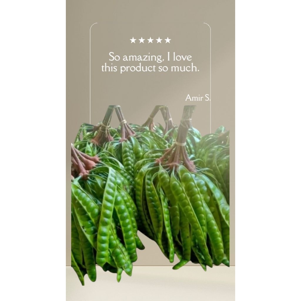 

Pete/petai jenis padi/pare fresh berkualitas rasa manis dan enak