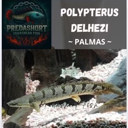 koleksi palmas delhezi good marking & Royal