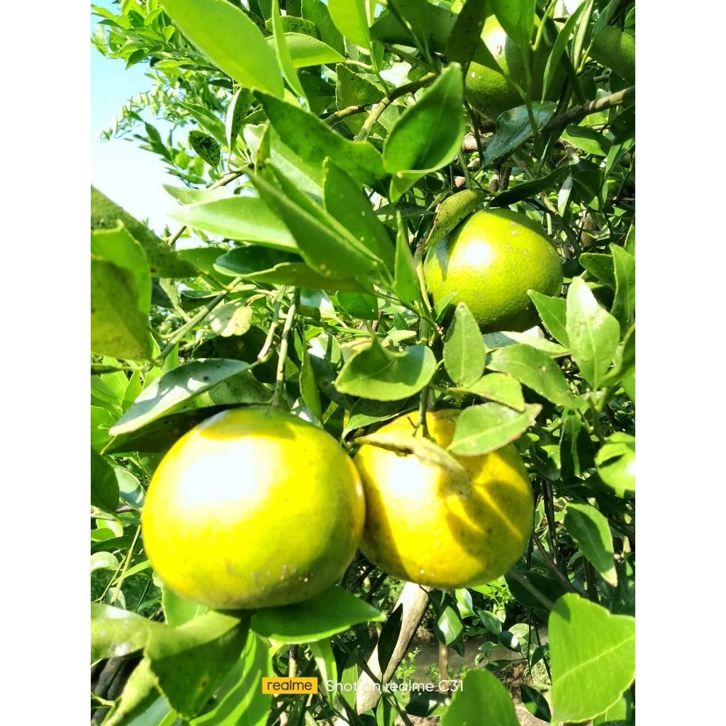 

Jeruk Manis Umbulsari 1 KG