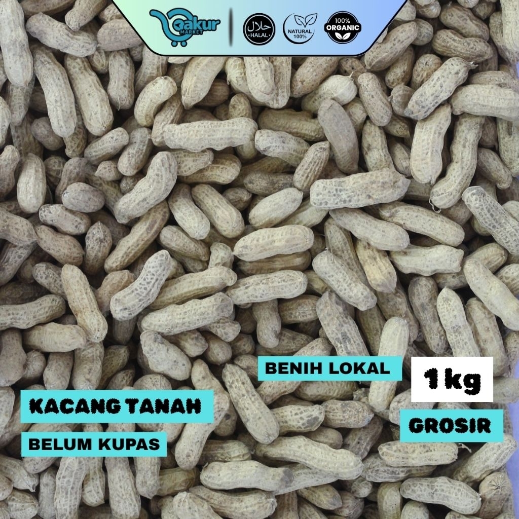 [GROSIR] Benih Kacang Tanah 1 Kg Lokal Unggul Bergaransi Tumbuh Tidak Kupas