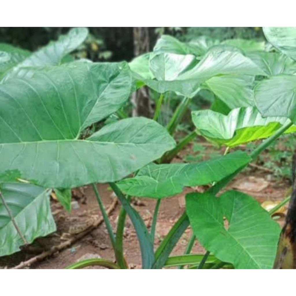 

daun talas buat makanan gurame nila tawes nilem isi 30 lembar .