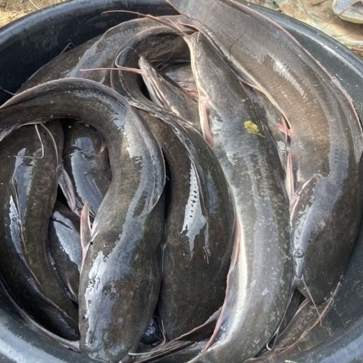 

1kg ikan lele segar - surabaya