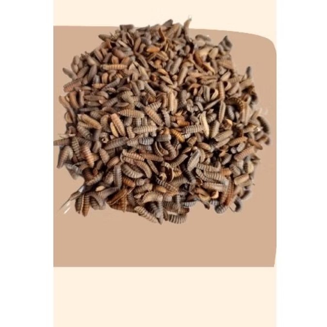 pupa bsf pupa maggot bsf kepompong lalat bsf