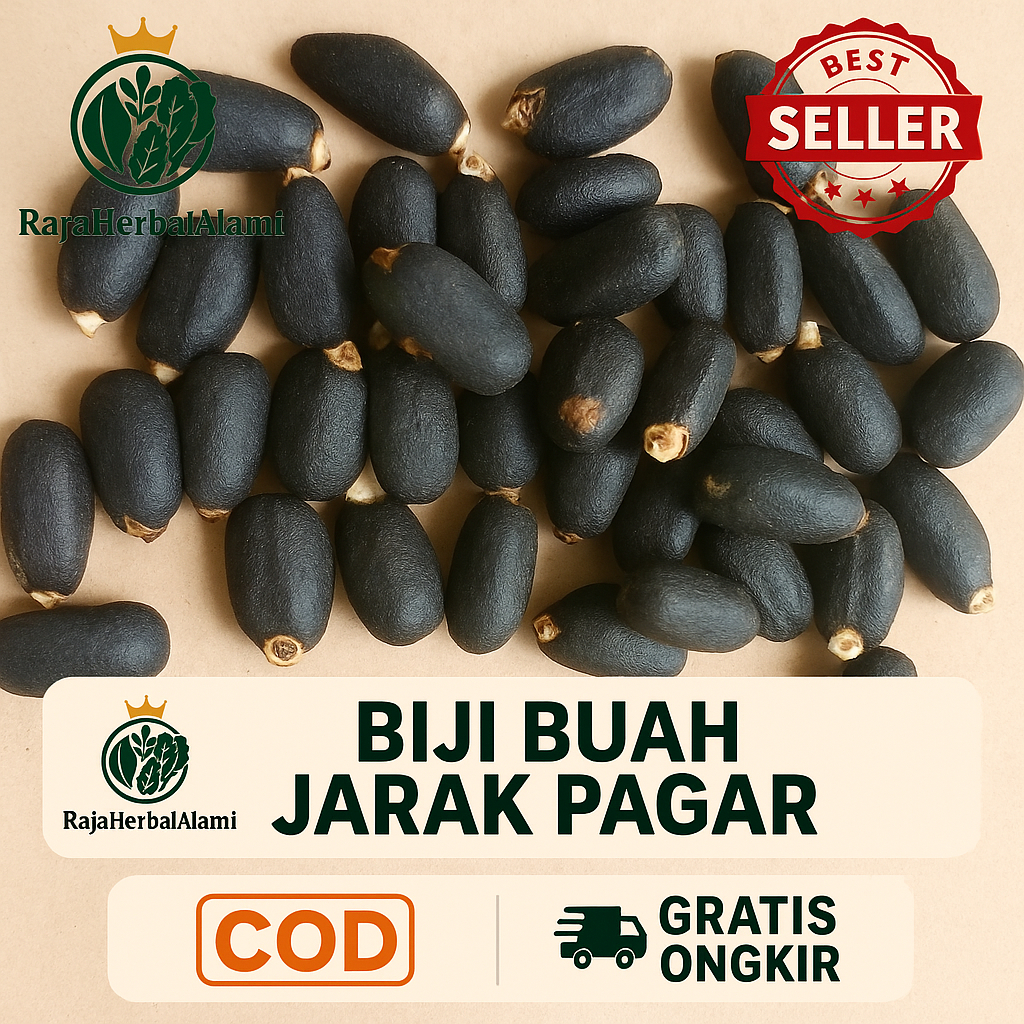 Biji Buah Jarak Pagar Segar Isi 1 PCS Siap Olah | COD
