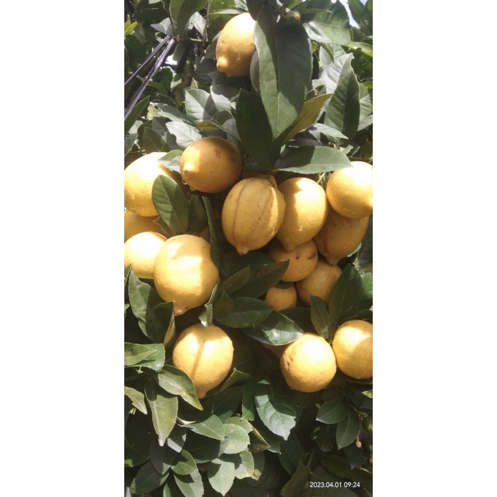 

lemon sigles 1 kg fresh petik langsung pohon
