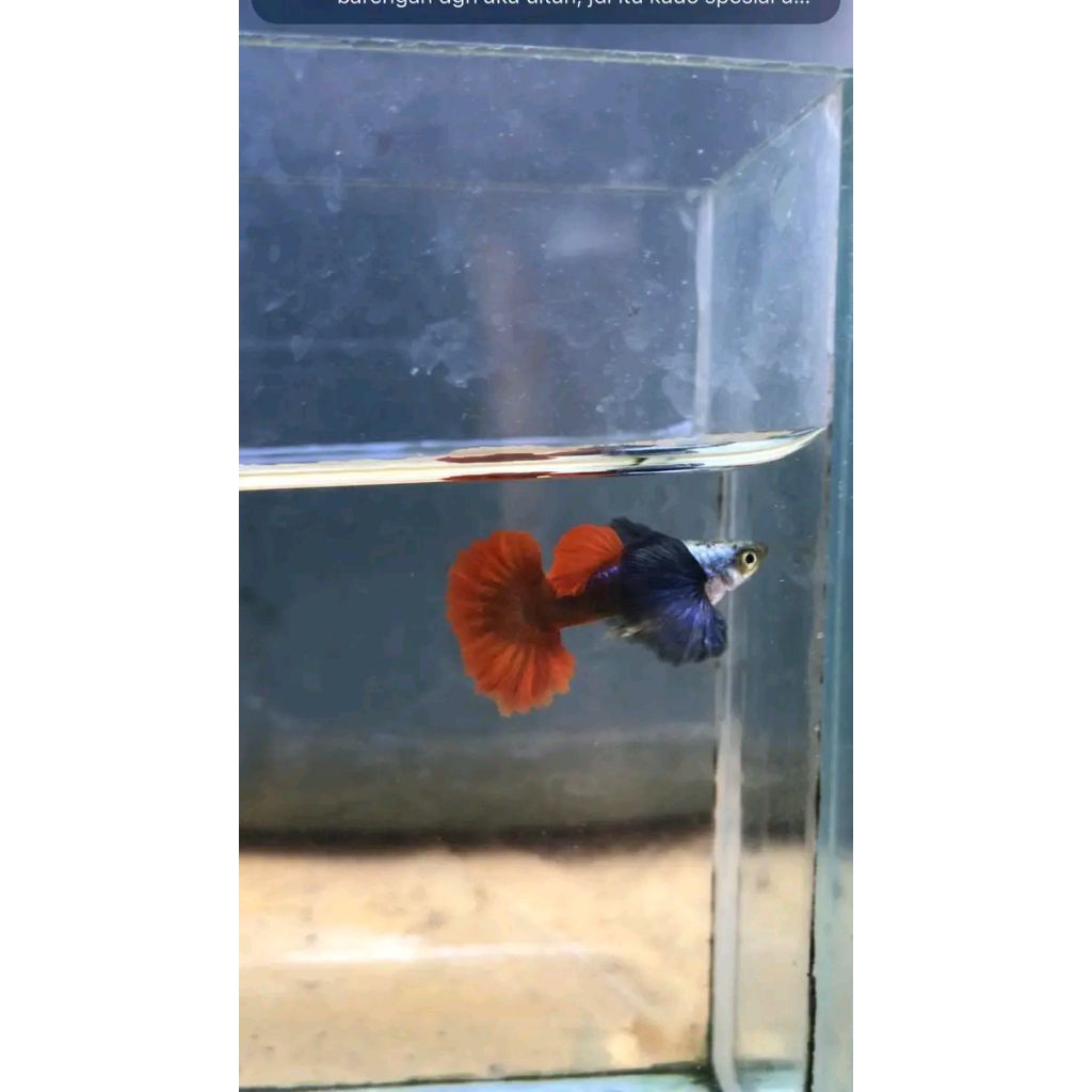 box streofoam guppy prtde halfmoon big dorsal