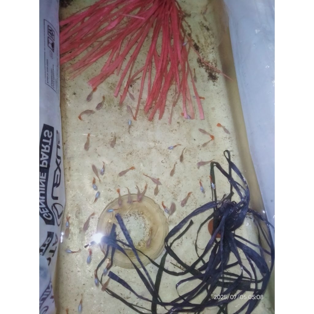 vitamin ikan Guppy PRT Koi paket trio