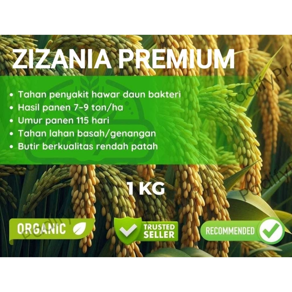 Bibit Benih PADI ZIZANIA PREMIUM 1kg