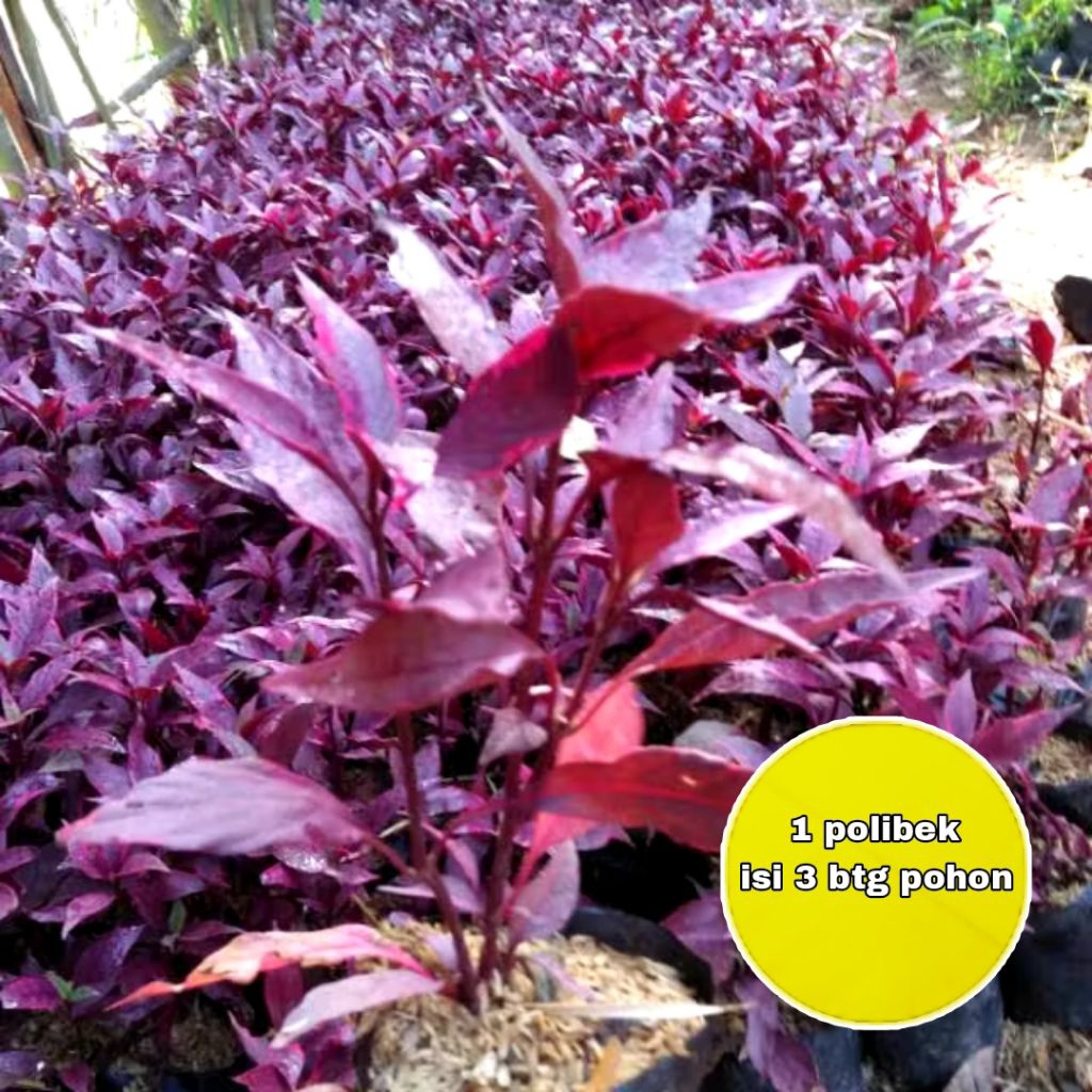 Tanaman Hias Hidup Teh-Tehan Merah / Bunga Erpah Merah