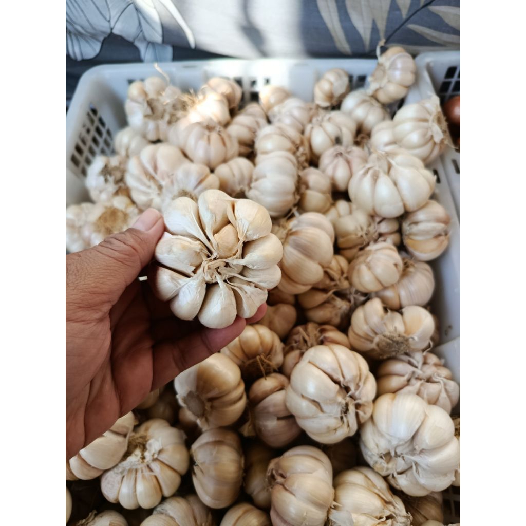 

Bawang Putih Sinco