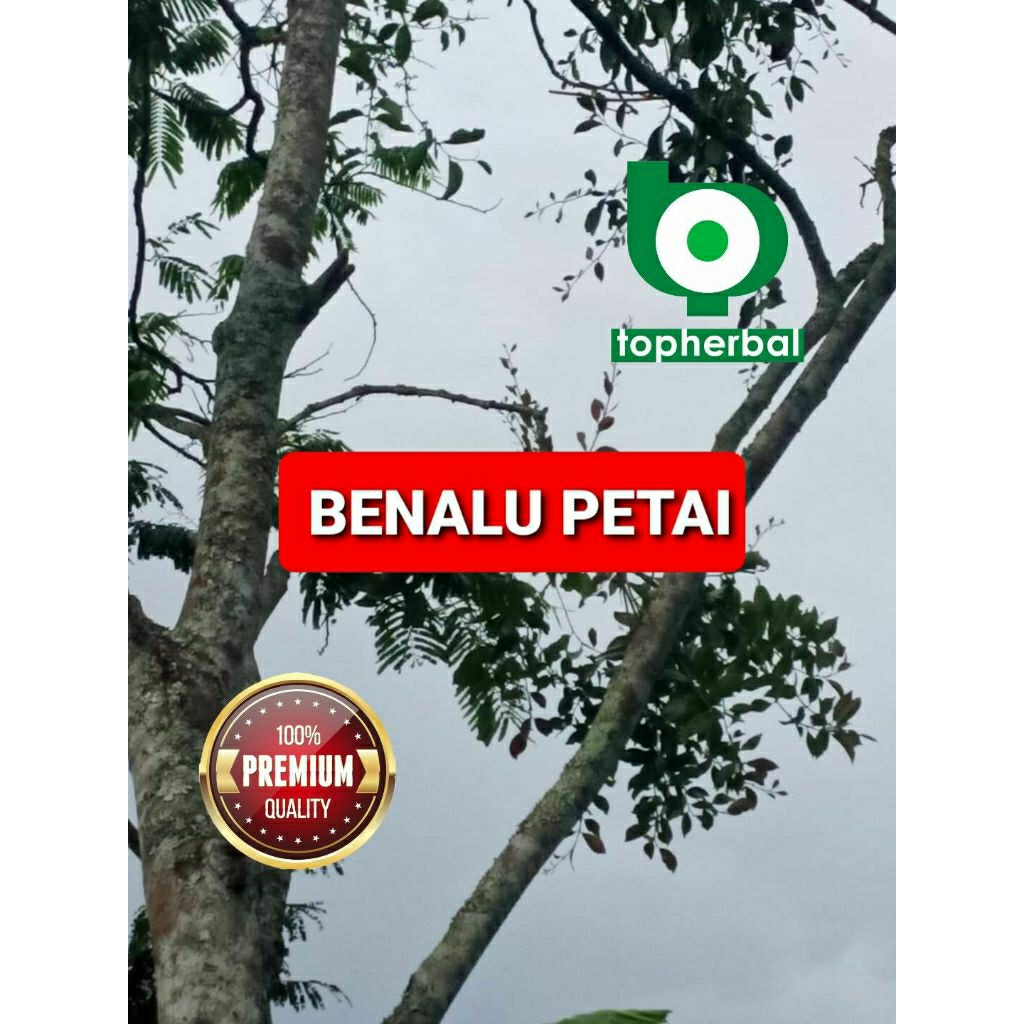 

Daun benalu petai kering hijau grade A+ 1/2kg/500gram