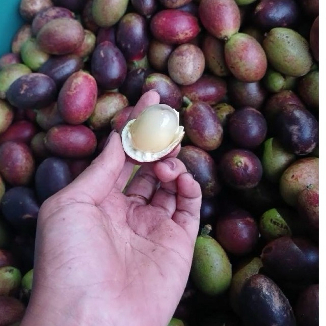 

matoa manis daging tebal 1kg murah