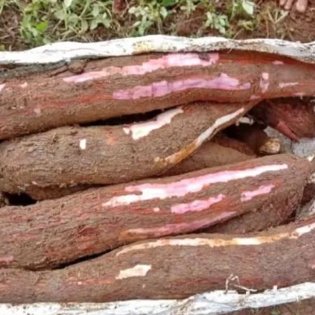 

singkong apuy atau singkong coklak 1 kg