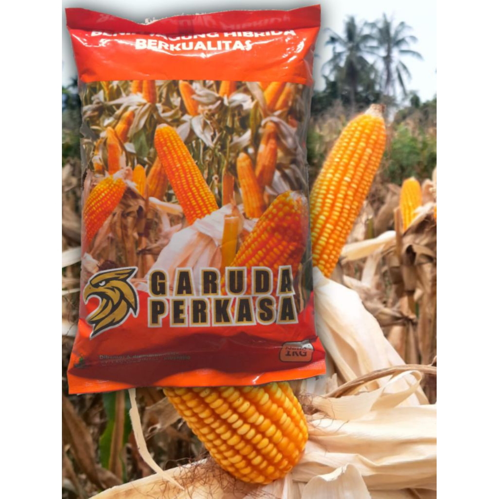 

Benih Jagung Garuda Perkasa