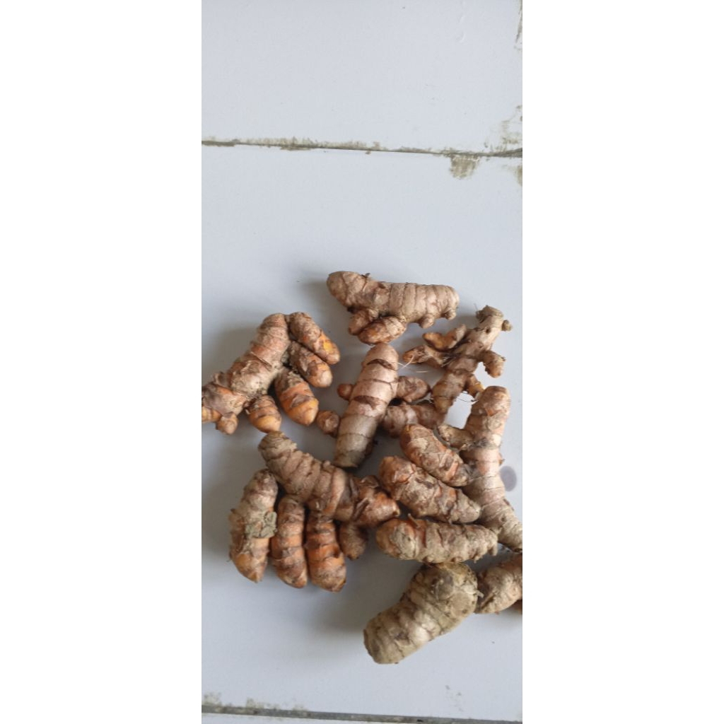 

kunyit koneng kunir segar Ter baik