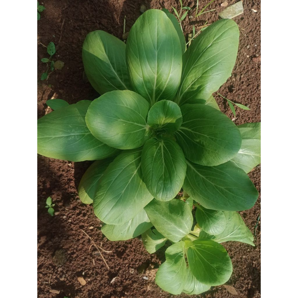 

POKCOY PETIK DADAKAN FRESH