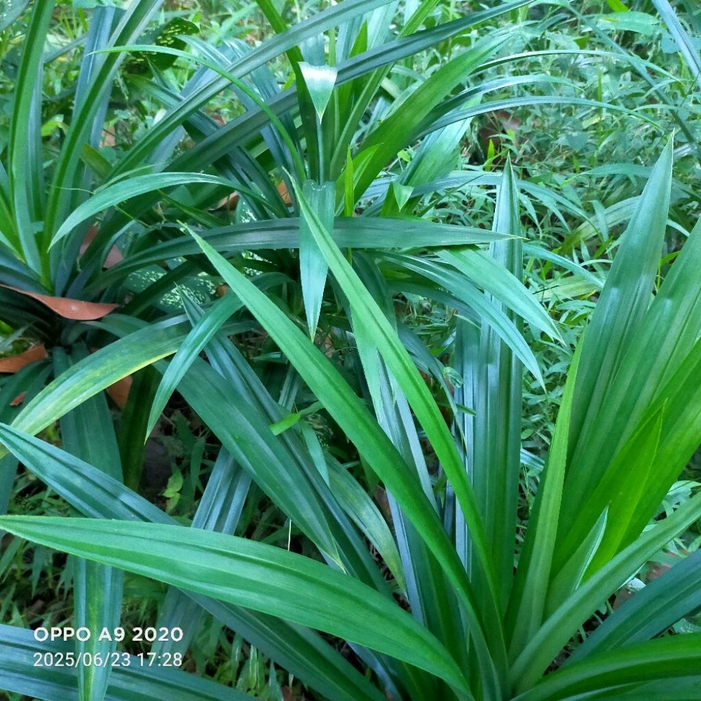 

Daun pandan wangi