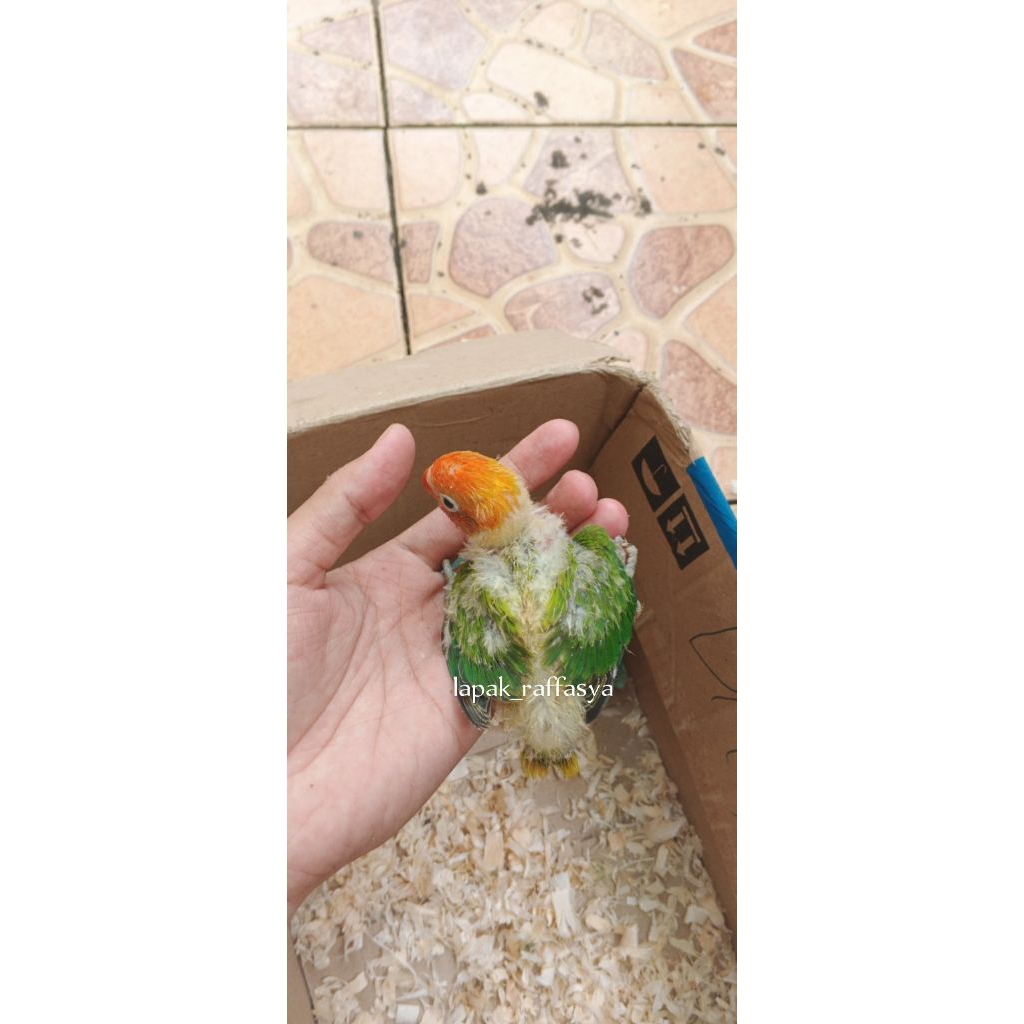 lovebird anakana lolohan biola green