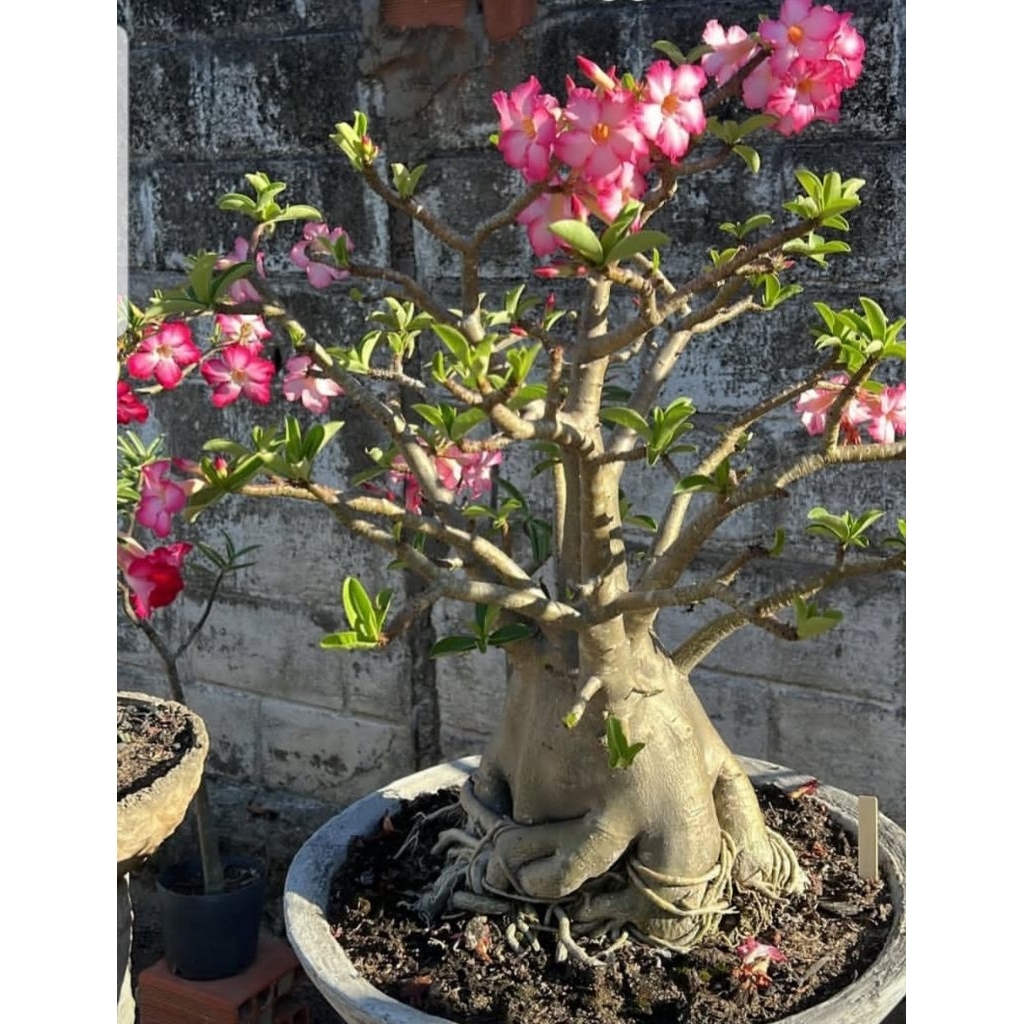 Adenium bonggol besar