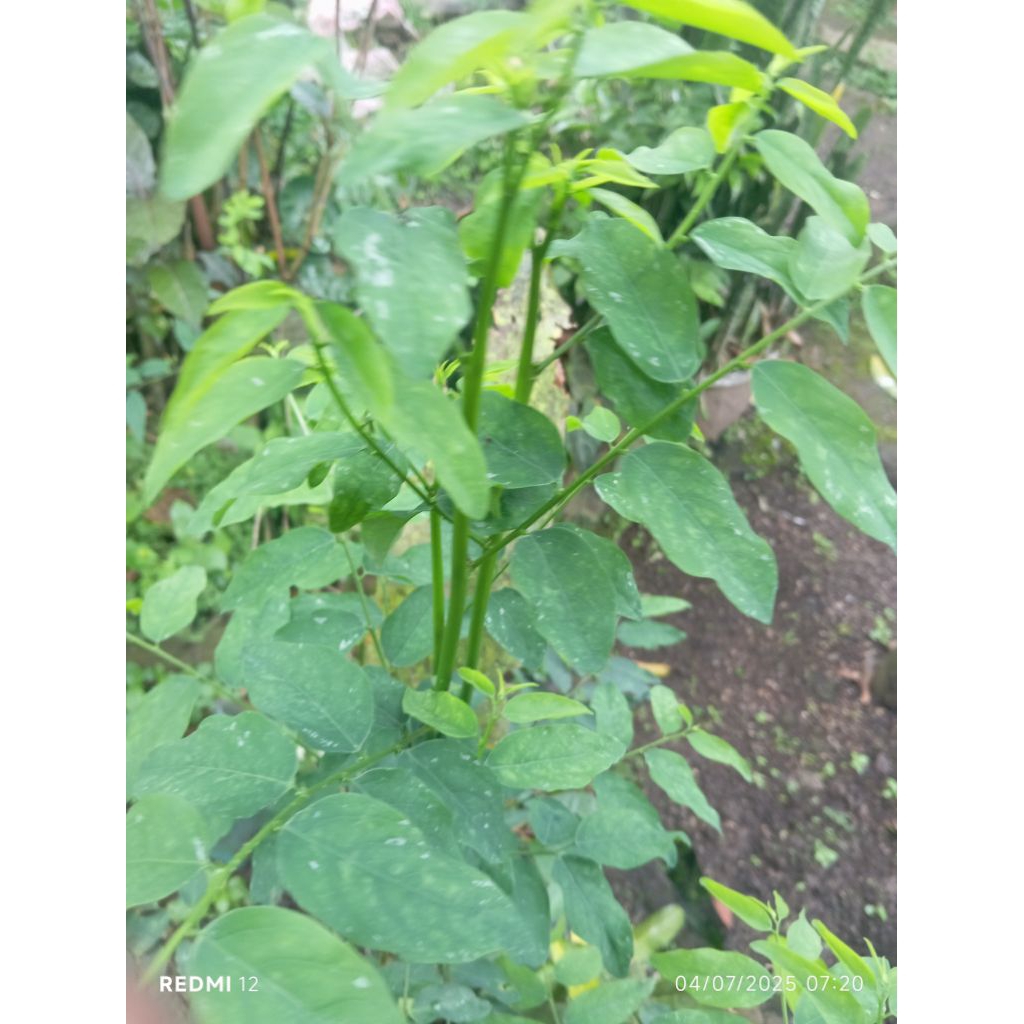 

Daun Katuk Daun Herbal Alami Khasiat Penambah Asi