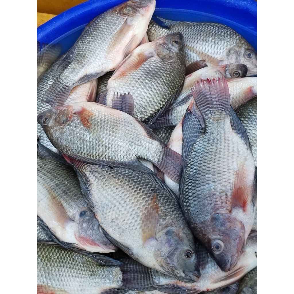 

Ikan Mujair Segar