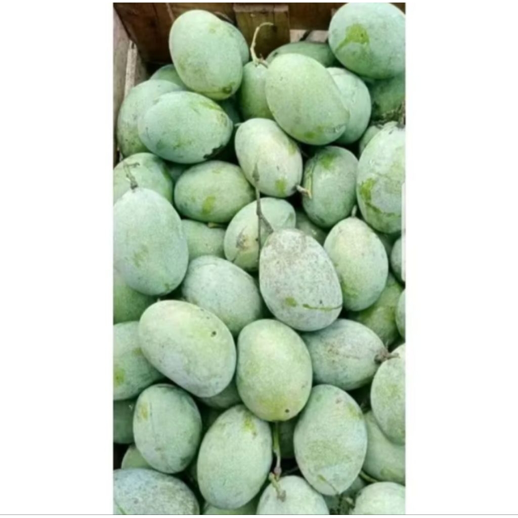 

Mangga Manalagi Matang 1kg