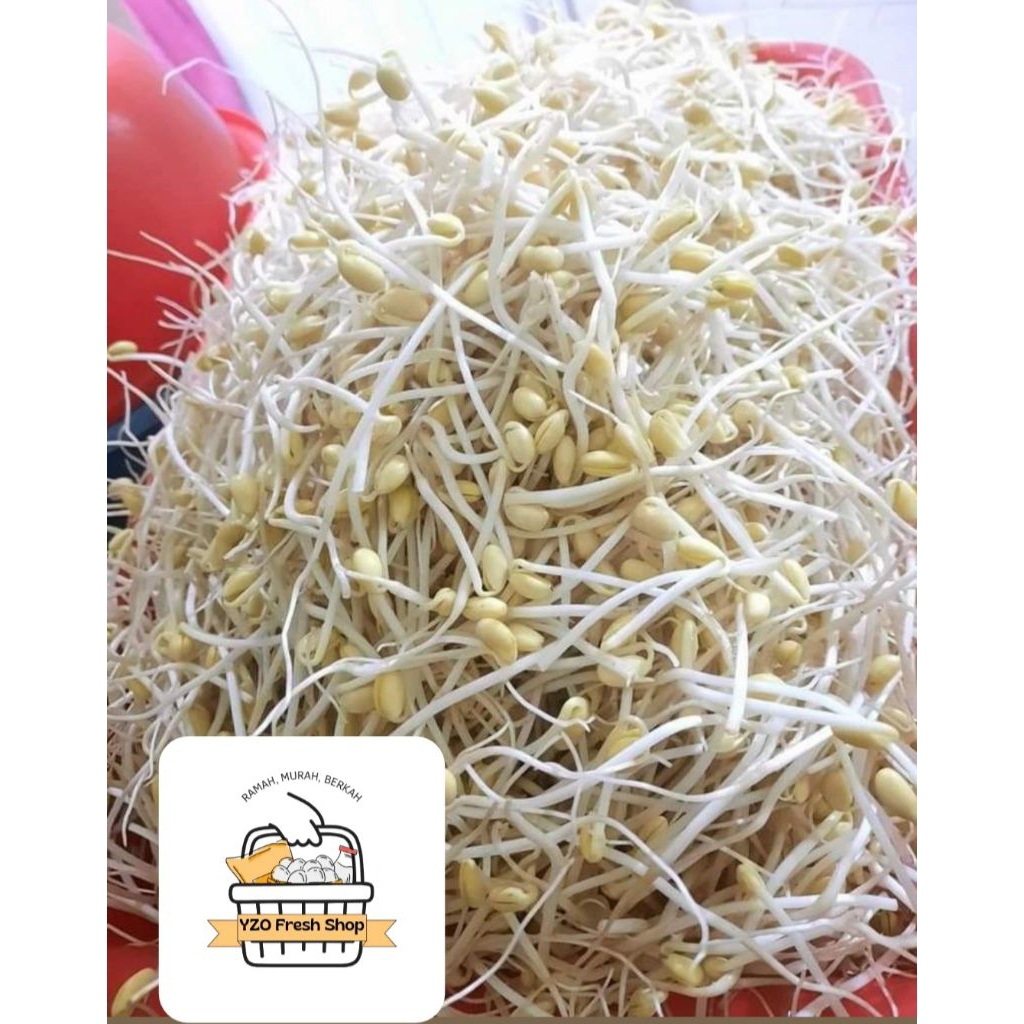 

Sayuran Toge / Toge Putih / Toge Fres / kirim INSTAN