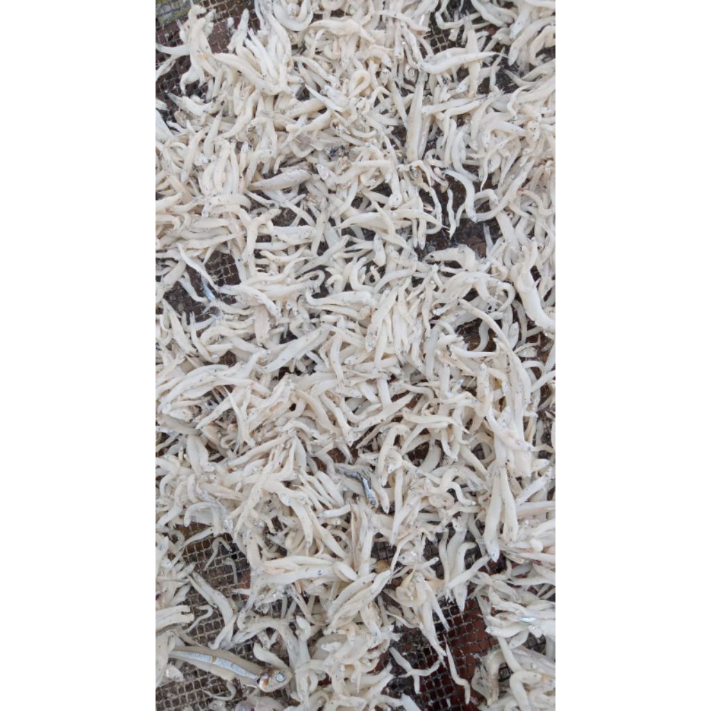 

Teri Toge kemasan 1 Kg