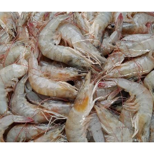 

Udang Vanamai Besar Medan Daily Market