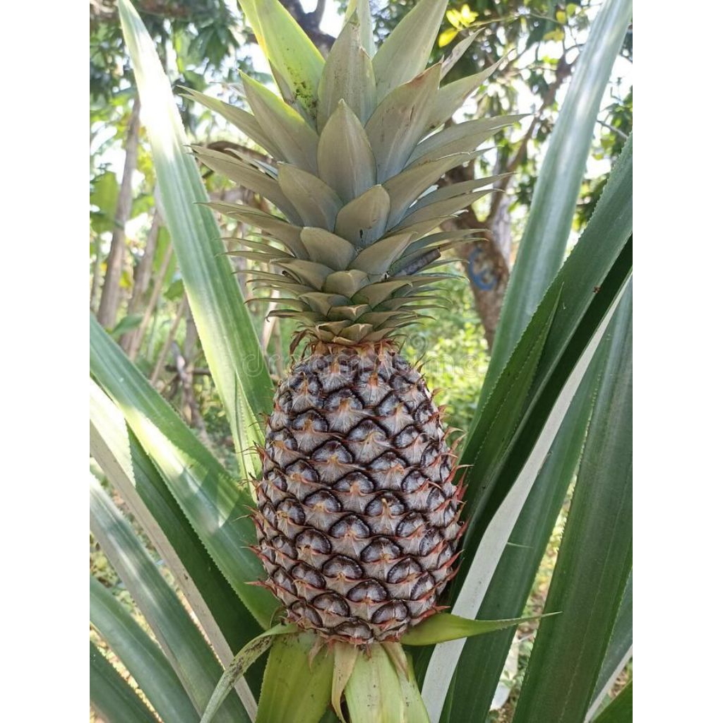 

Nanas muda herbal,nanas muda pelancar haiid & pengobatan tradisional per 2 pcs