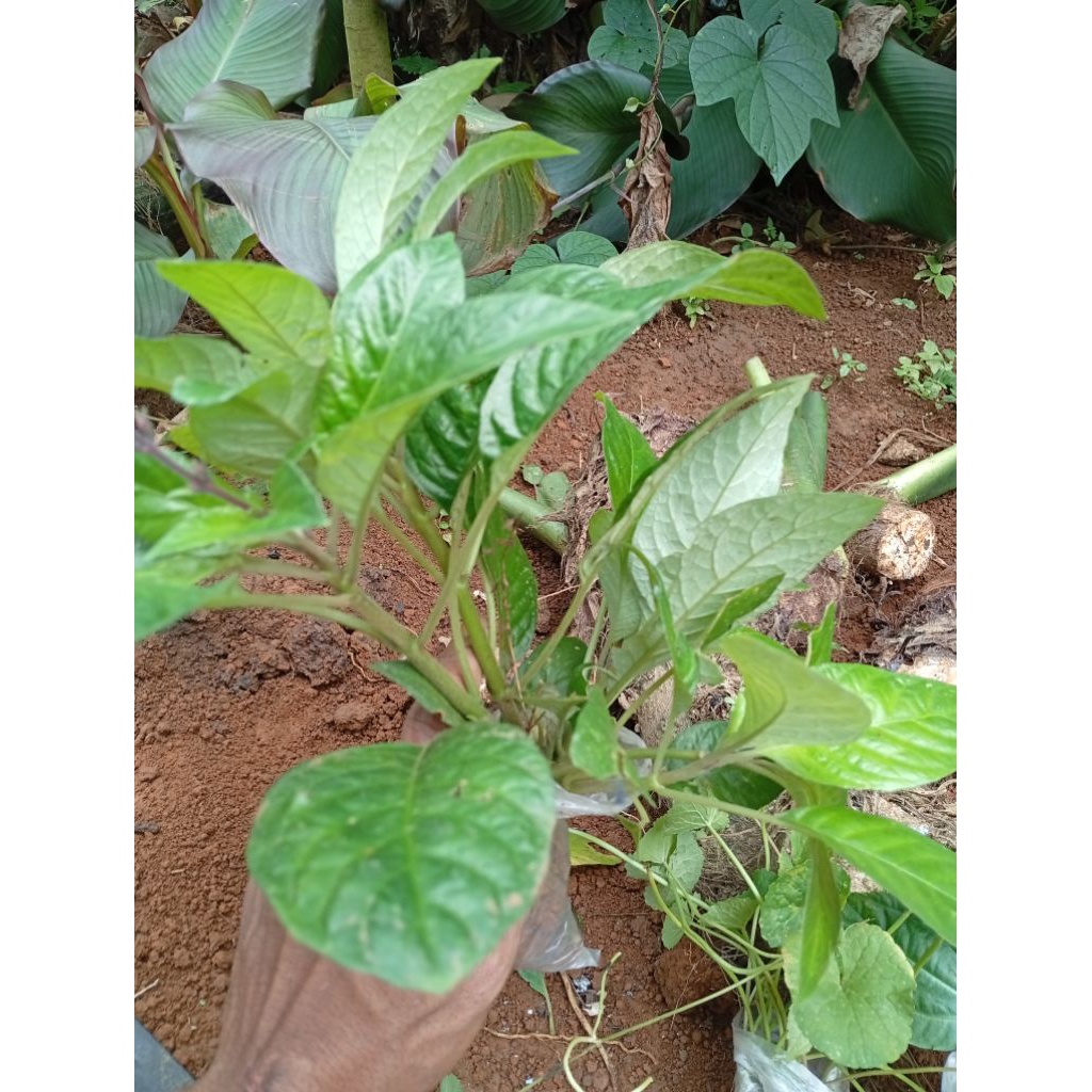 

500 gr daun reundeu segar, lalapan herbal fresh