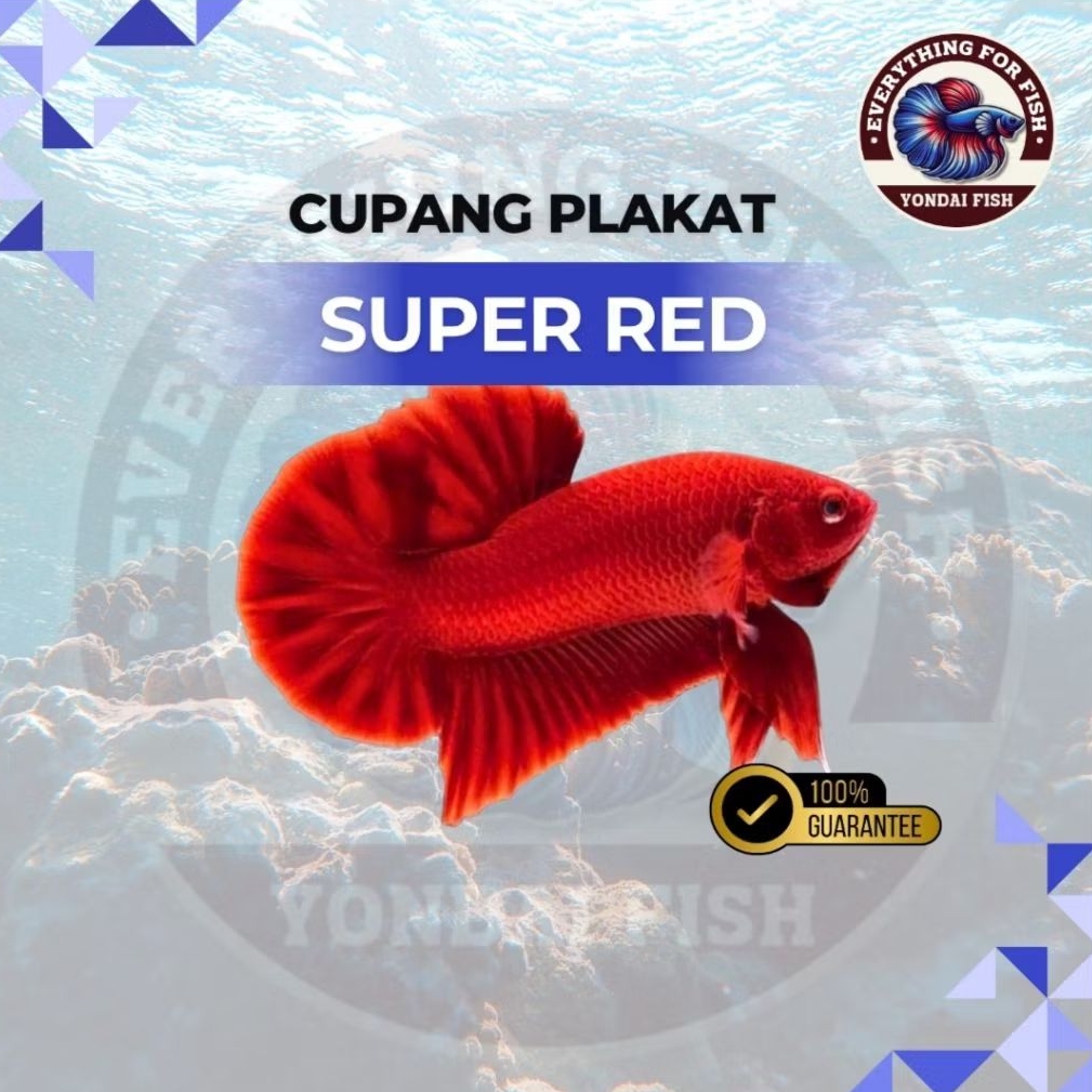 [NEW] Cupang Plakat Super Red | TOP GRADE | TOP RED | NO ROBEK SIRIP