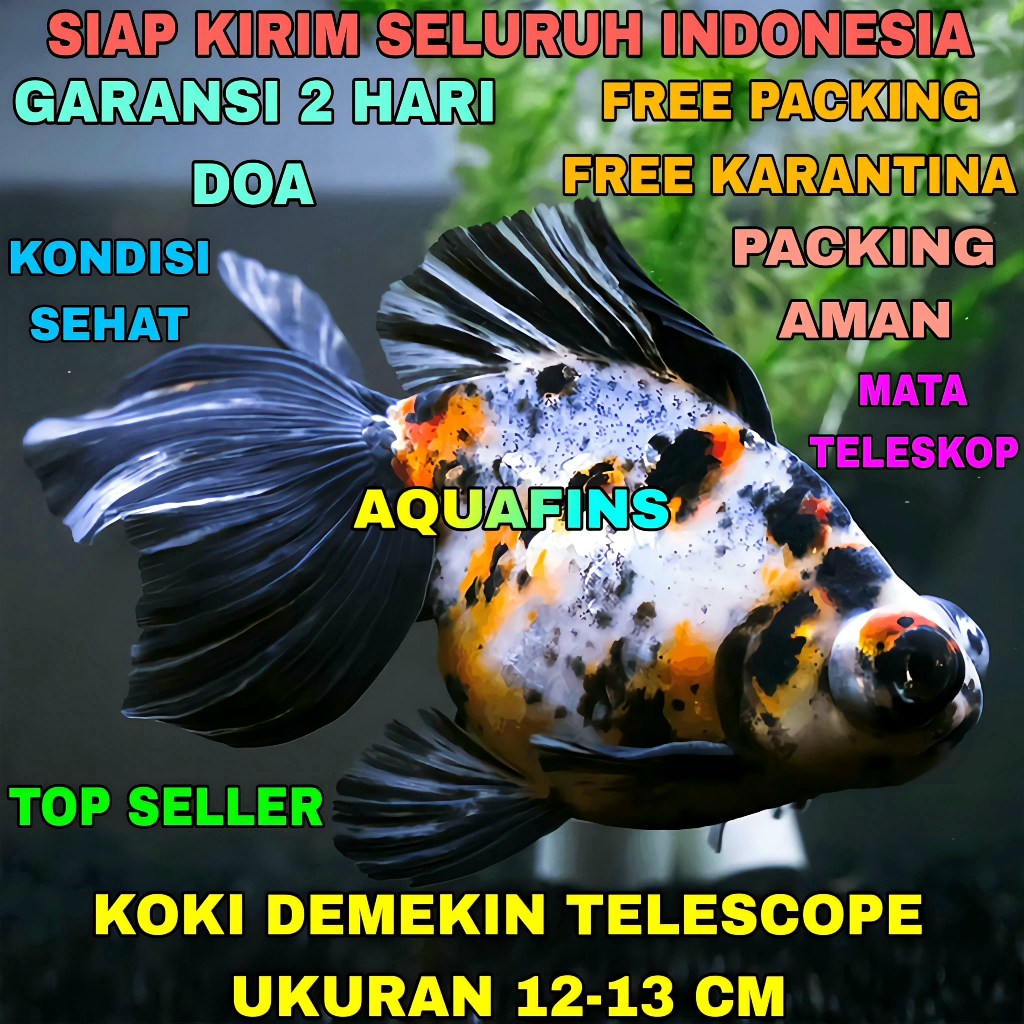 HIASAN KOKI GOLDFISH DEMEKIN TELESCOPE EYES IMPORT UKURAN 12-13 CM