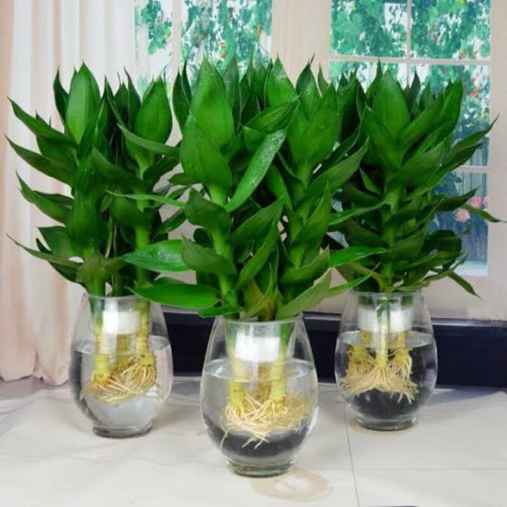 paket isi 3 Pohon bambu hoki / tanaman bambu guanyin bambu keberuntungan