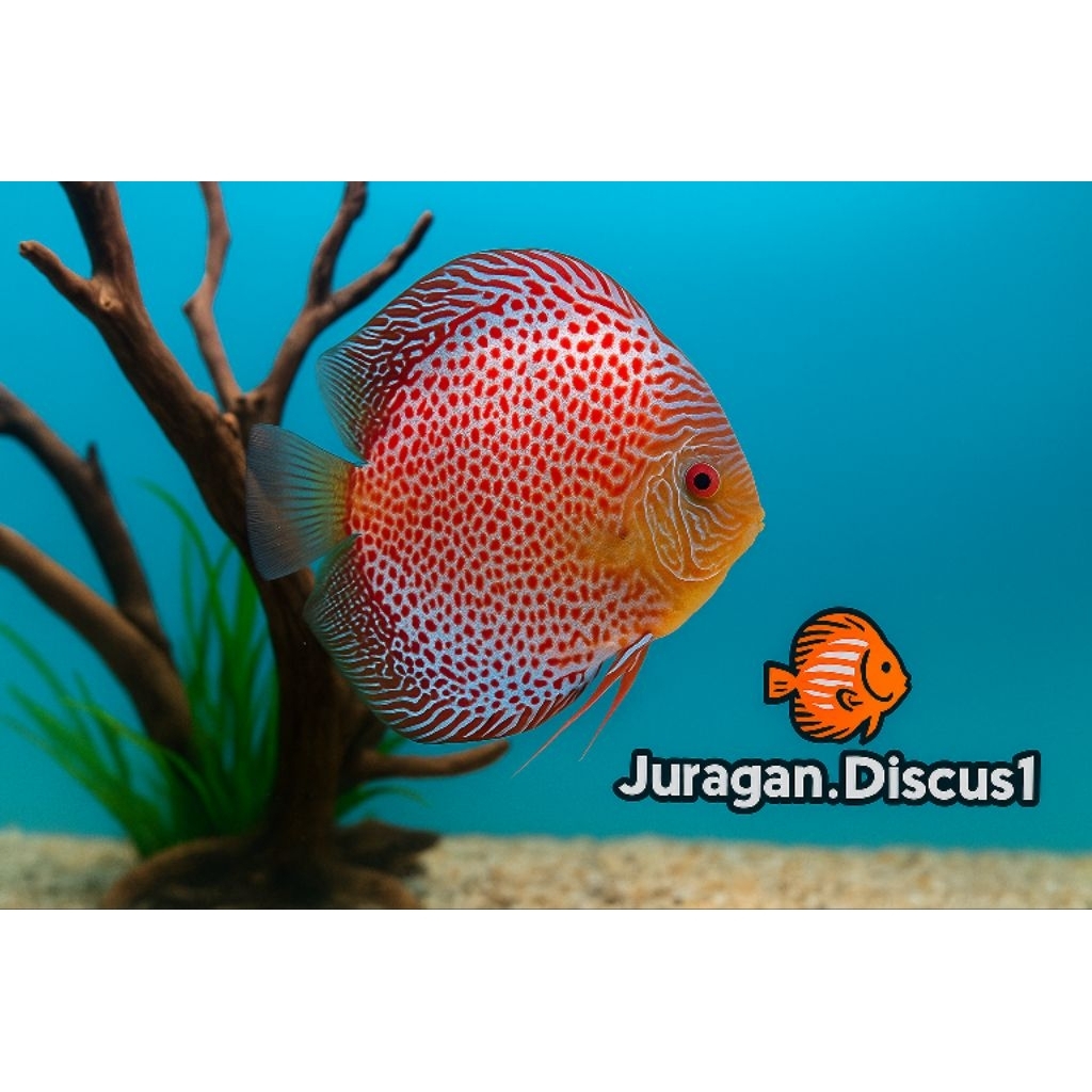 HIASAN AQUARIUM AQUASCAPE Leopard Discus