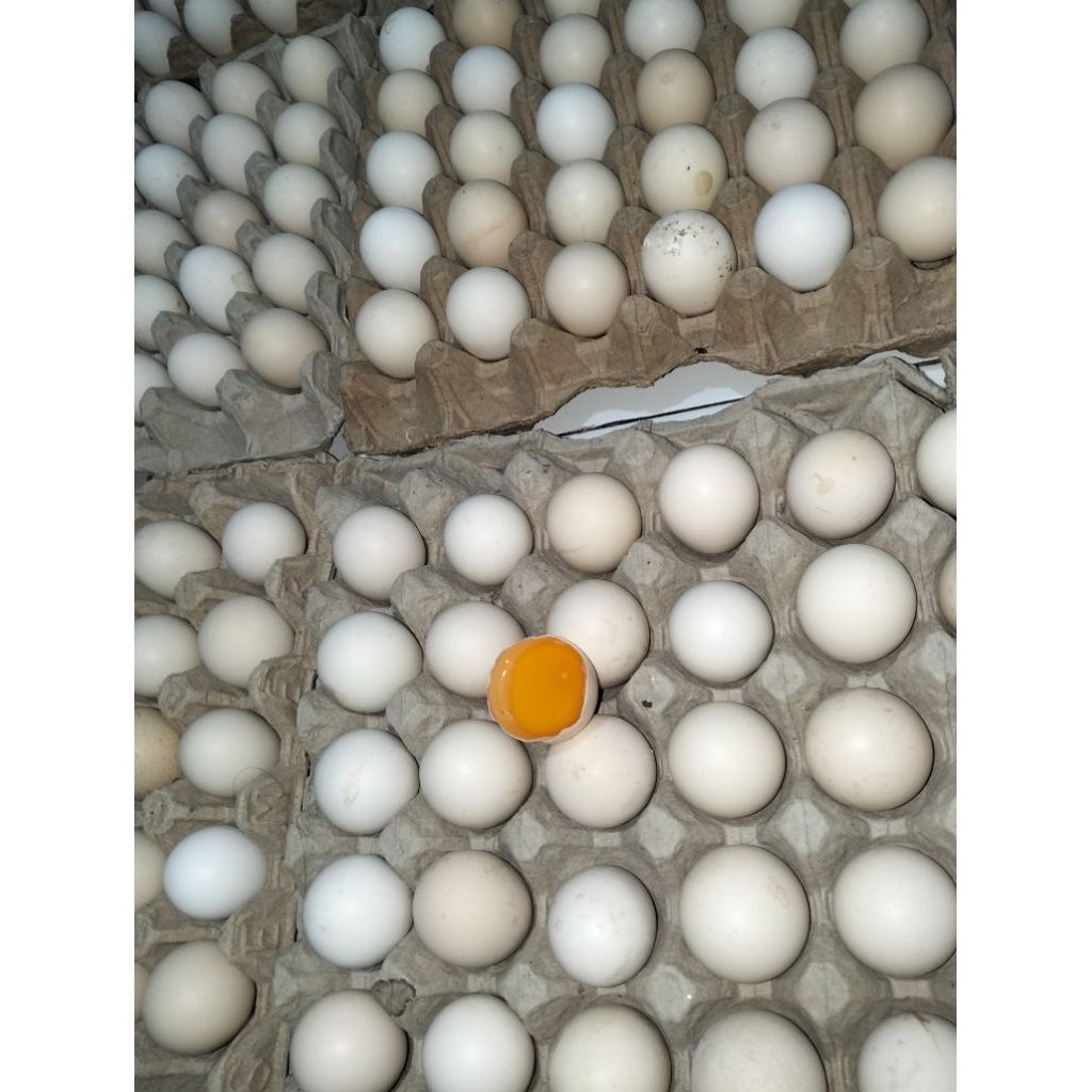 

Telur Ayam Kampung ( ECER / Butir )