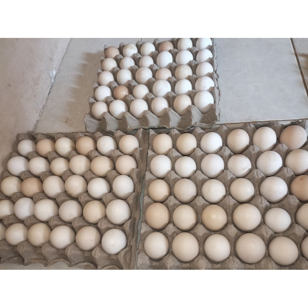 

Telur ayam kampung omega murah