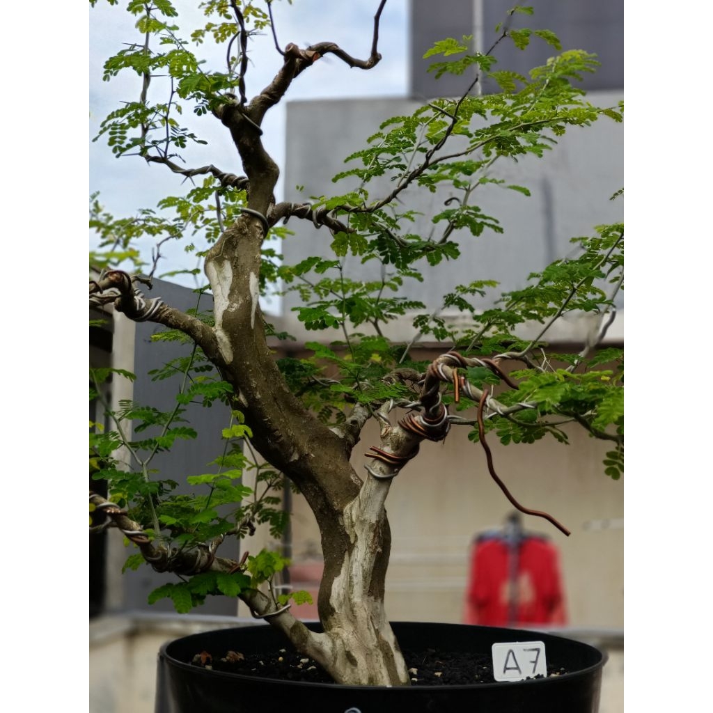 BONSAI BRAZILIAN RAIN TREE SEMI FORMAL
