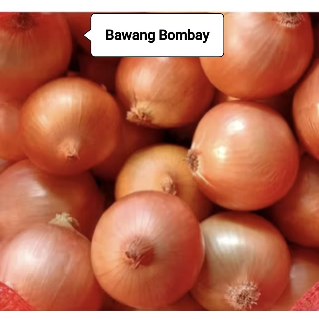 

BAWANG BOMBAY PREMIUM MURAH