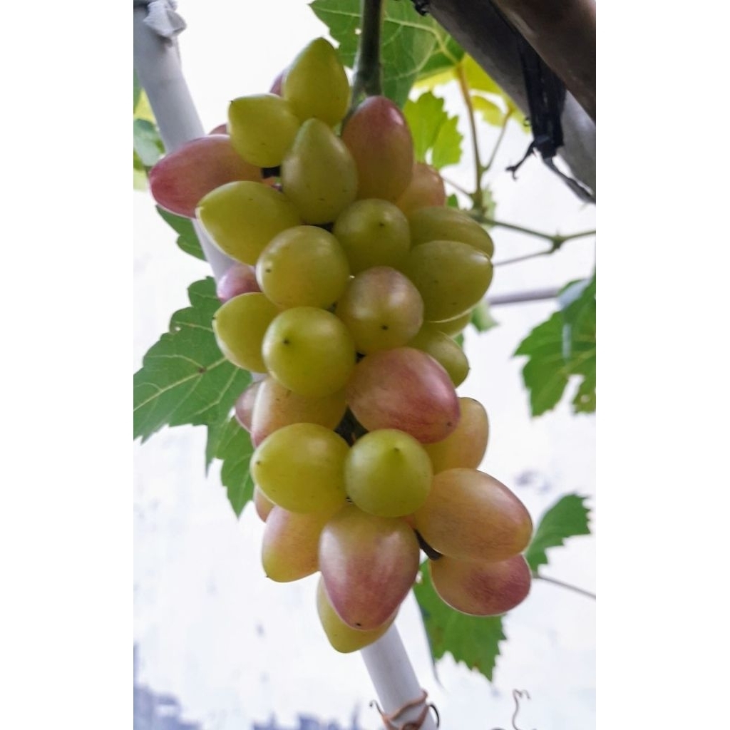 Entres Anggur Import Super Valid 100 % Hasil Kebun Pribadi