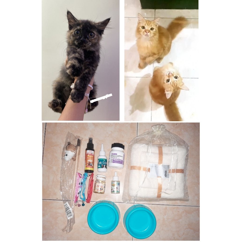 Kucing Kitten Persia Himalaya Mix | Penghabisan stock kucing terakhir